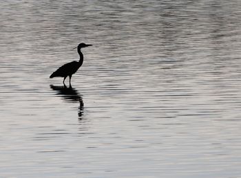 Bird in a lake