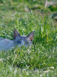 Black cat lying on grass