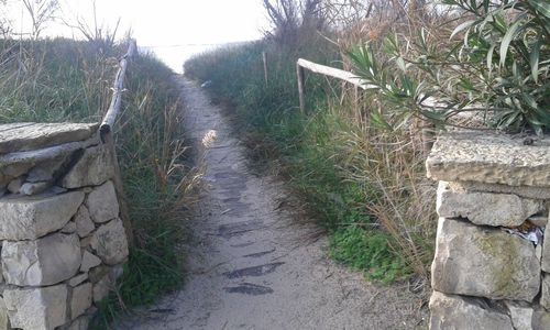 Dirt road amidst plants against sky