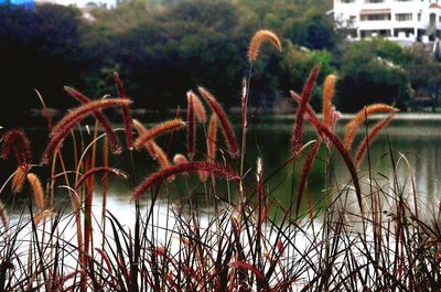 Plants in water