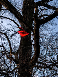 Low angle view of bird on bare tree