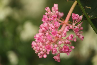 Close-up of pink flowering plant