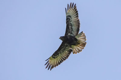 Low angle view of bird flying against clear blue sky