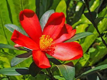 Close-up of red flower