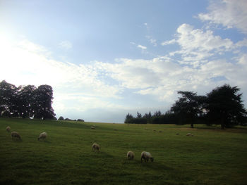 Sheep grazing on grassy field