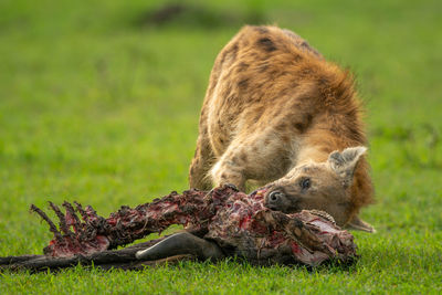 Spotted hyena feeds on wildebeest in grass