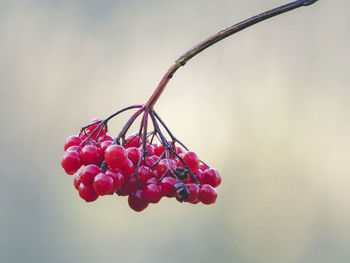 Close-up of red berries on tree