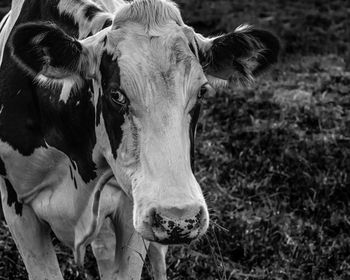 Black and white image of a holstein cow close up with negative space to the right