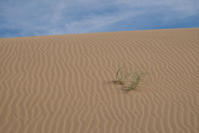 Sand dune in desert against sky