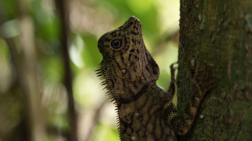 Close-up of lizard on tree trunk