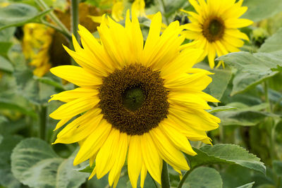 Close-up of bee on sunflower