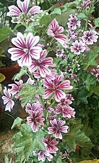 Close-up of pink flowers