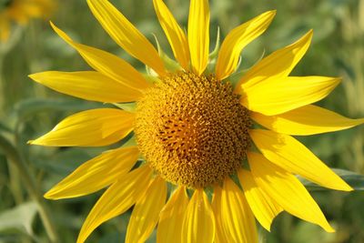 Close-up of yellow sunflower