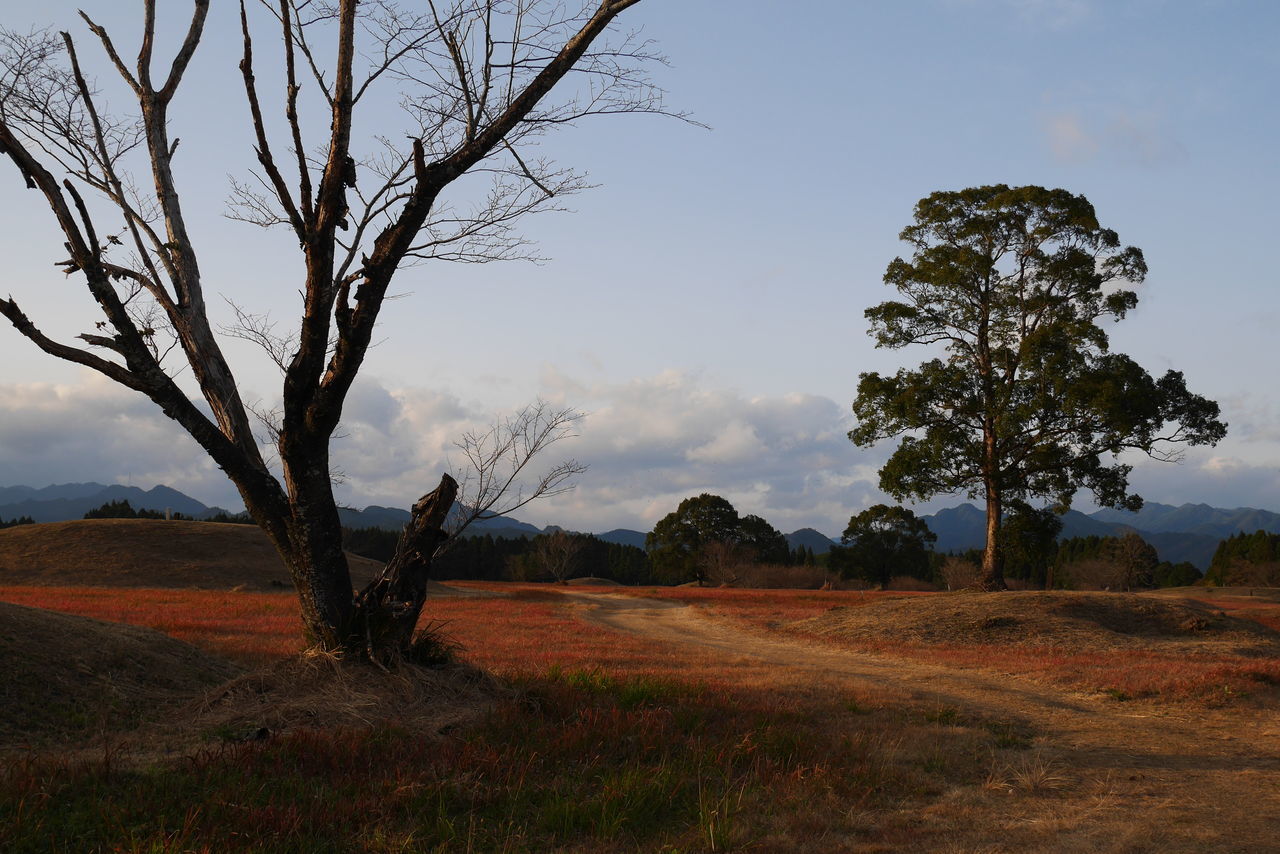 VIEW OF BARE TREES ON FIELD AGAINST SKY