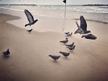 Birds flying over beach