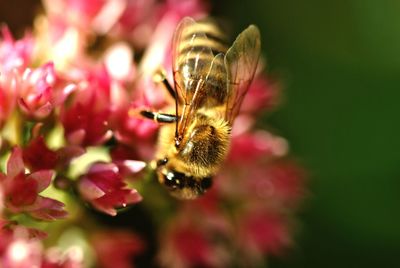 Close-up of bee pollinating on flower