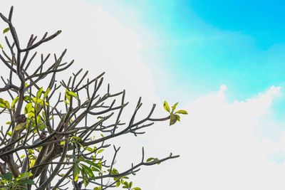 Low angle view of flowering plant against sky