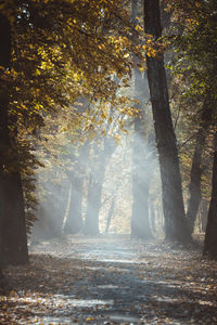 Sunlight streaming through trees in forest