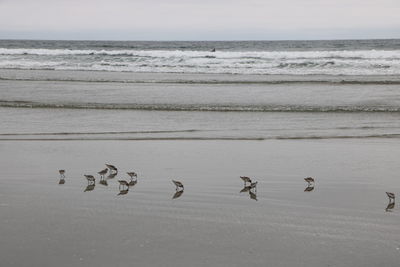 Flock of birds on beach