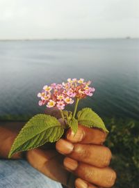 Close-up of hand holding flowers in sea