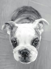 Close-up portrait of a dog