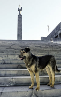 Dog against sky in city