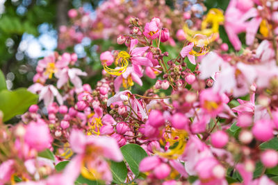 Close-up of pink flowering plant