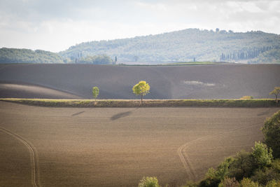 Scenic view of agricultural field against sky