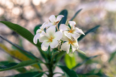 Close-up of white flowers blooming outdoors
