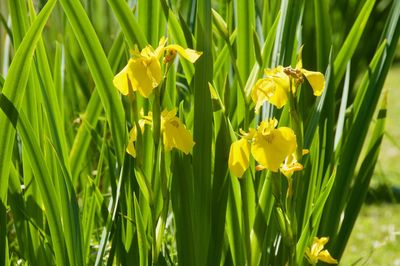 Close-up of yellow daffodil flowers on field