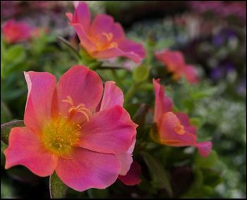 Close-up of pink flowers blooming outdoors