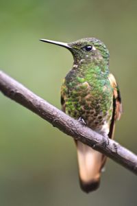 Close-up of bird perching on branch