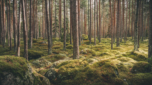 Pine trees in forest