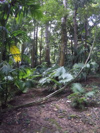 Trees in forest