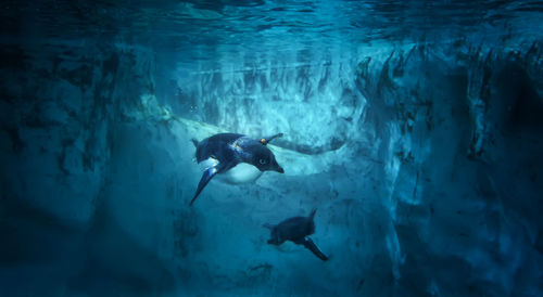 Man swimming in sea