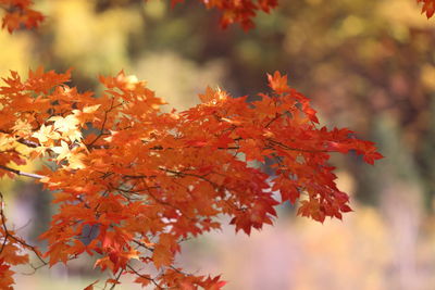 Close-up of maple leaves on tree during autumn