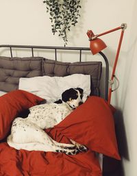 A pointer dog sleeping on a bed 