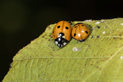 Close-up of ladybug on leaf