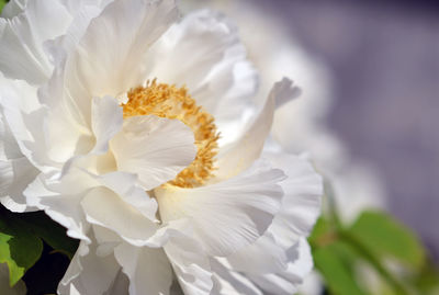 Close-up of flower