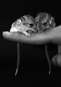 Close-up of hand holding finger