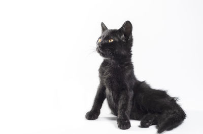 Black cat sitting on white background