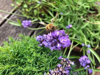 Honey bee pollinating on purple flower