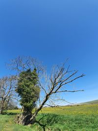 Tree on field against clear blue sky