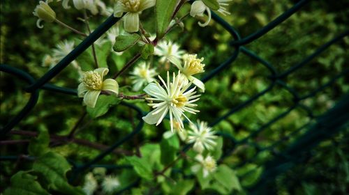 Close-up of flowers blooming outdoors