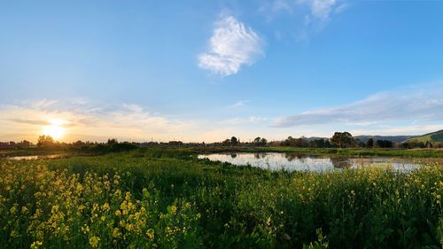 Scenic view of agricultural field against sky