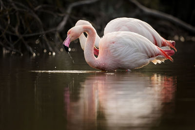 Close-up of flamingo