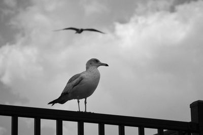 Low angle view of seagulls perching on railing