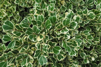 Full frame shot of green leaves