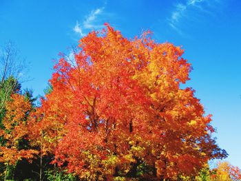 Low angle view of autumn tree against blue sky