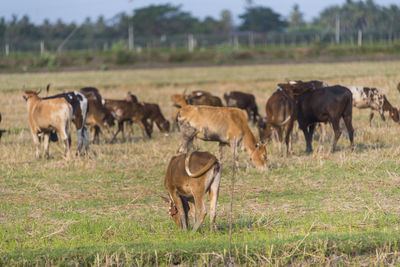 Horses in a field